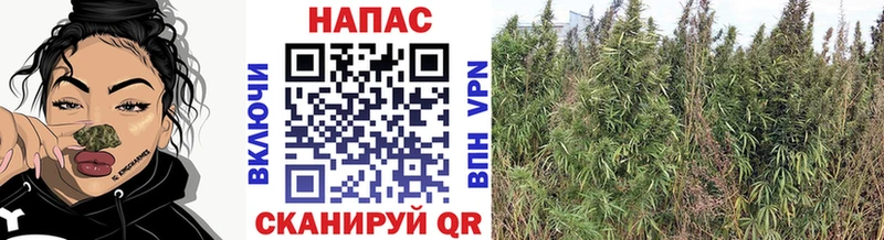 маркетплейс Telegram  гидра сайт  Ивантеевка  Конопля семена 